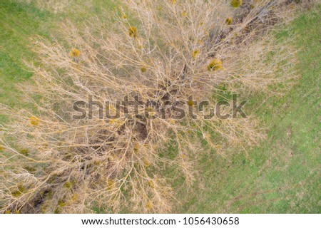 bird view of a tree with misletoe
