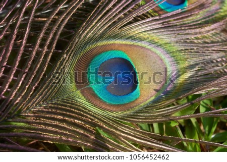Close-up of colorful peacock feather.