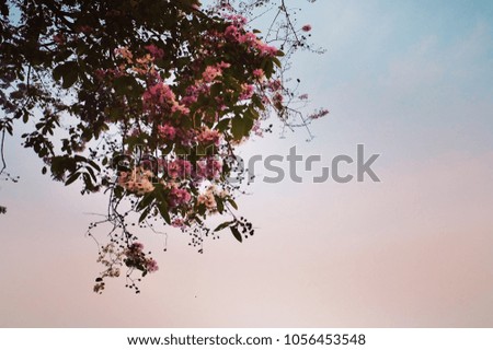 Queen flowers in evening with pastel color background.Under exposed