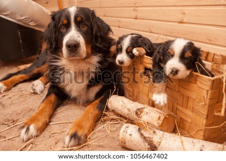 Puppies Bernese Sennenhund  basket. Beautiful sennenhund puppies are sitting in a wooden box. a basket with bernese mountain dog puppies. Dog breed Bernese Mountain Dog puppy. 