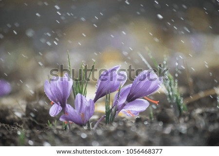 Flowers of Saffron, Flowering in the field in the rain