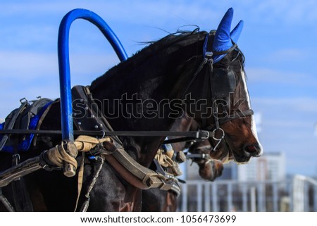 large portrait of horses harnessed to a troika on a frosty sunny winter day, Russian entertainment troika, horse's head on a blue sky background