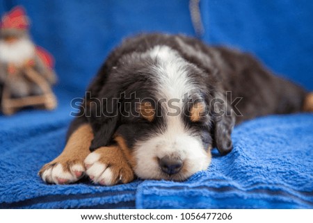 Puppy of the Bernese Sennenhund. The puppy lies in the New Year's toys. A dog sits on a blue background. The monthly sennenhund puppy sits in toys.