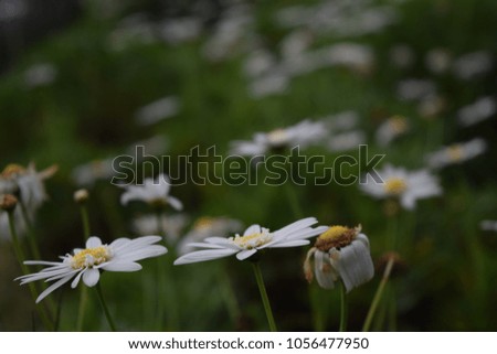 the white daisy flowers is beautiful 