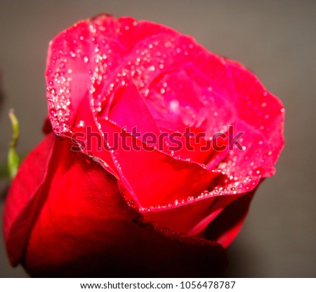 Pink rose isolated on gray background