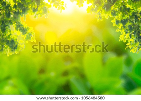 Natural view of green leaves in garden at summer sunlight. with copy space for your text message or content. Soft Focus
