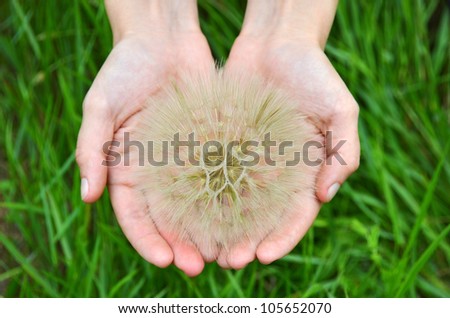 Large dandelion in hand against green nature background