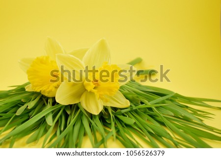 Yellow daffodils stock images. Yellow daffodils with grass on a yellow background. Easter decoration on a yellow background. Spring decoration images