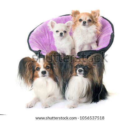 papillon dogs and chihuahua in front of white background