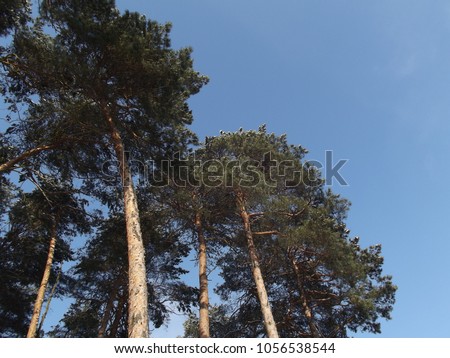 pine trees standing high against the blue sky