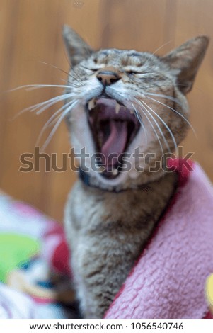 Awake a yawning cat