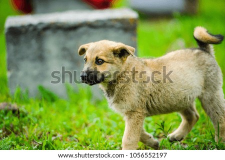 little puppy is running happily with floppy ears trough a garden with green grass.