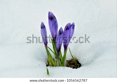 Spring crocuses coming out of snow