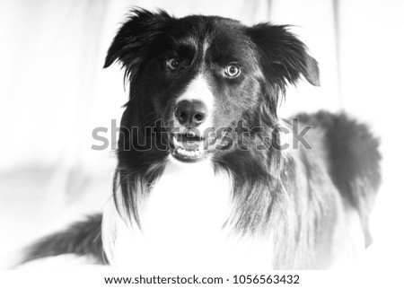 A desaturated, deliberately high key photograph of a border collie
