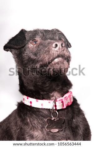 A black Patterdale Terrier crossed with a Jack Russell female dog photographed in a high key portrait