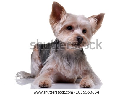 Studio shot of an adorable Yorkshire Terrier lying on white background.