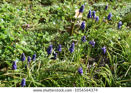 Muscari flowers - Spring in France