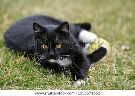 Black cat outdoors