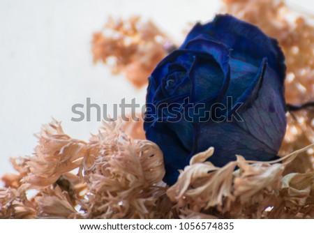 Dried blue roses
