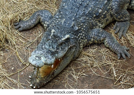 crocodile Sharp teeth Amphibians,zoo