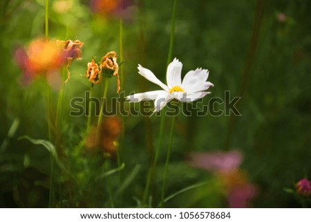 Garden cosmos or Mexican aster flower in the garden. Suitable for graphic and copy space. Photo in sunlight effect.
