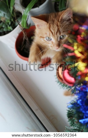 little prankster redhead kitten next to Christmas toys. funny New Year's picture of a pet. A red cat next to the New Year tree.