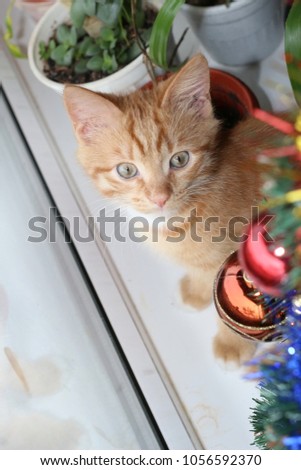 little prankster redhead kitten next to Christmas toys. funny New Year's picture of a pet. A red cat next to the New Year tree.