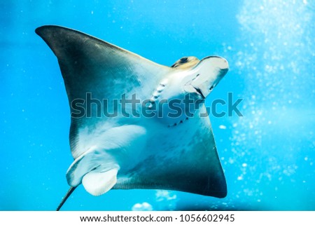 Stingray swimming in air bubbles in Clear Blue Water