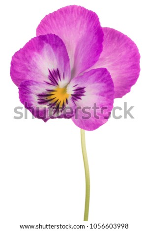 Studio Shot of Fuchsia Colored Pansy Flower Isolated on White Background. Large Depth of Field (DOF). Macro.