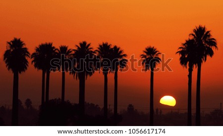 Palm trees, Sunrise