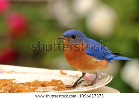 A male Eastern Bluebird visits the meal worm feeder in my rose garden on a summer day.