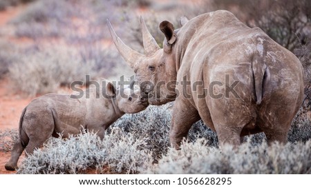 A loving moment between a black rhino and her baby Royalty-Free Stock Photo #1056628295