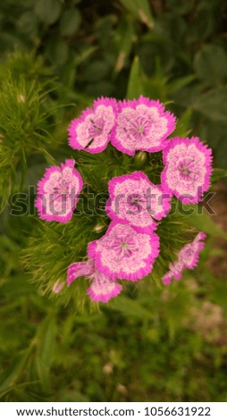 light pink flower