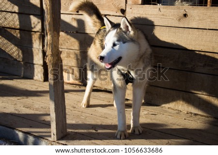 Dog Husky Siberian malamute