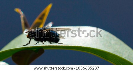 Macro shot on a fly sitting on a green leaf