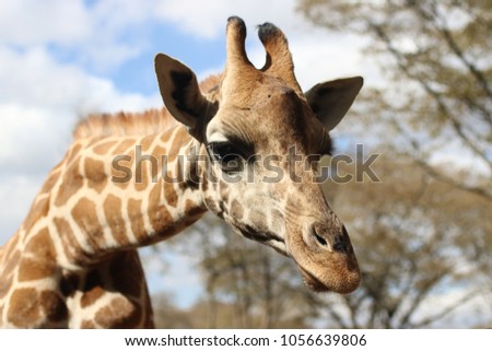 Close up of a Rostchild Giraffe in the Giraffe Center, Nairobi, Kenya Royalty-Free Stock Photo #1056639806