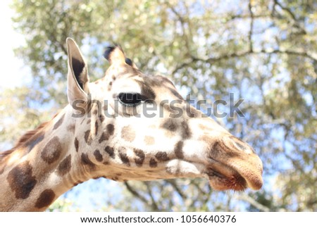 Close up of a rostchild Giraffe, in the Giraffe Center, Nairobi, Kenya