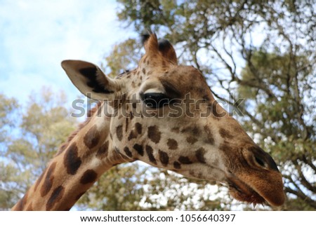 Close up of a rostchild Giraffe, in the Giraffe Center, Nairobi, Kenya