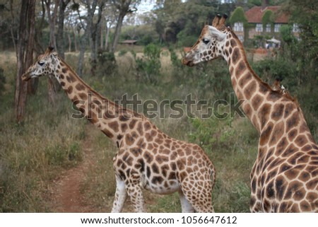 Giraffes walking in the grass, in Nairobi, Kenya