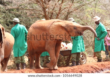 Elephants  having lunch in the Elephant Orphanage David Sheldrick, in Nairobi, Kenya, Africa Royalty-Free Stock Photo #1056649028