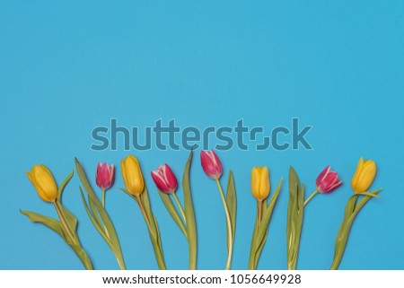 tulips on blue background with free space for text