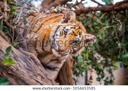 Tiger portrait - wild Animal photo in Africa
