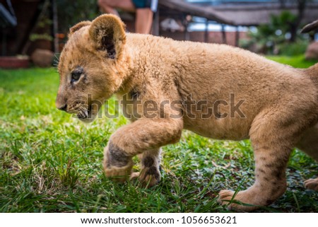 Lion play on the grass - beautiful photo, edit space