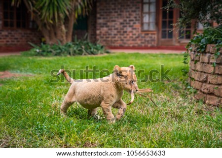lion on green grass - cute young animal