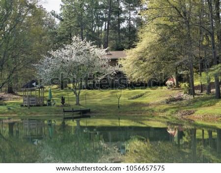 The beautiful landscape of the house, green grass field, white cherry blossom tree, trees ,gazebo ,tiny fountain and big pond with reflection, Spring in GA USA.