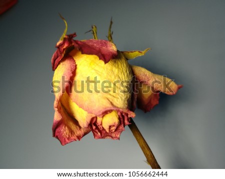 Still life, artistic picture of a faded (overblown) rose.