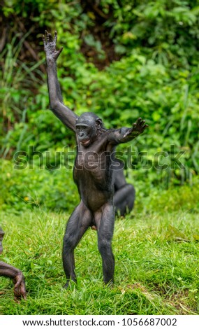 Bonobo is standing on hind legs in the grass on a background of a tropical forest. Funny picture. Democratic Republic of the Congo. Africa.