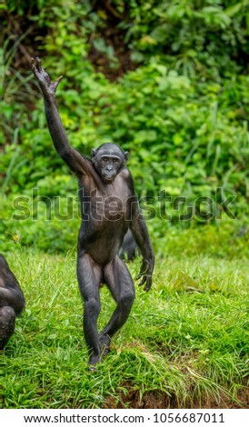 Bonobo is standing on hind legs in the grass on a background of a tropical forest. Funny picture. Democratic Republic of the Congo. Africa.