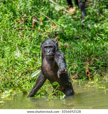 Bonobo standing waist-deep in water. Rare picture. Democratic Republic of the Congo. Africa.