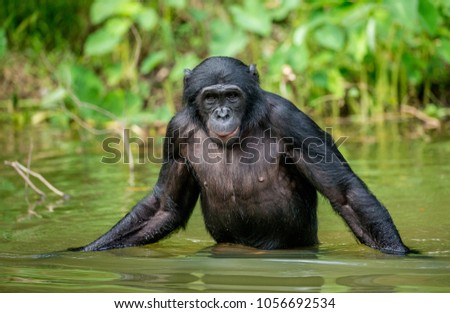 Bonobo standing waist-deep in water. Rare picture. Democratic Republic of the Congo. Africa.